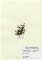 藏品(傘房龍鬚菜)的圖片
